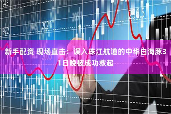 新手配资 现场直击：误入珠江航道的中华白海豚31日晚被成功救起